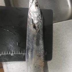 タチウオ来てます！