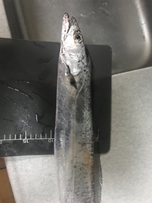 タチウオ来てます！