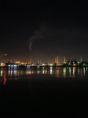 やっと春コウイカGET (^^)/