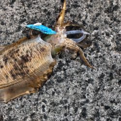 令和初！キロアップ！