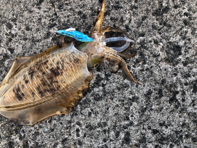 令和初！キロアップ！