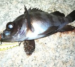 ナイトメバリング