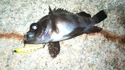 ナイトメバリング