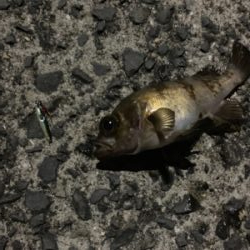 メバリングでチヌ！