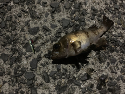 メバリングでチヌ！