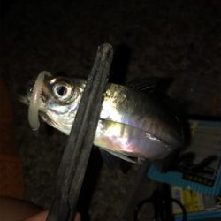 アジング爆釣！！