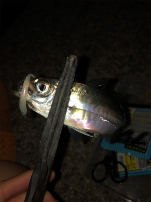 アジング爆釣！！