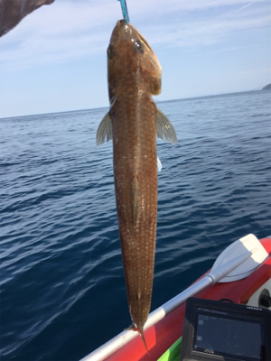 丹後マイボート釣行