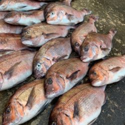 釣堀水宝さんにて