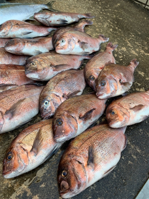 釣堀水宝さんにて