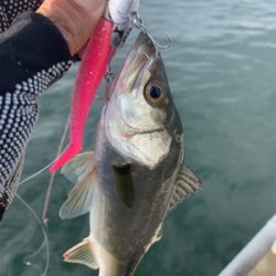 メバルツバスチーバス、アブラメぽろりからの〜