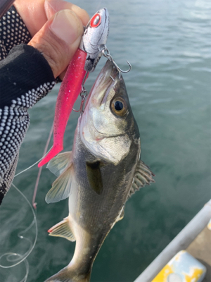 メバルツバスチーバス、アブラメぽろりからの〜