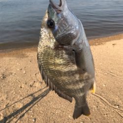 キビレ狙いの黄チニング