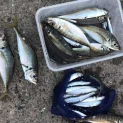 キス調査空振り