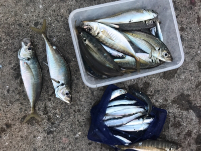 キス調査空振り