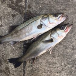 朝マヅメからエビ撒き