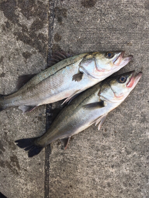 朝マヅメからエビ撒き