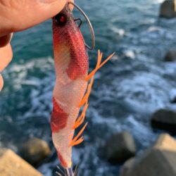 アオリイカ釣果！
