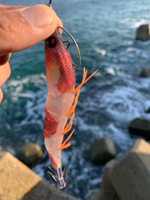 アオリイカ釣果！