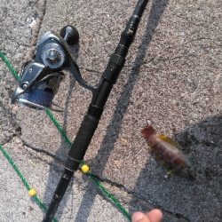 安定のガシラその1