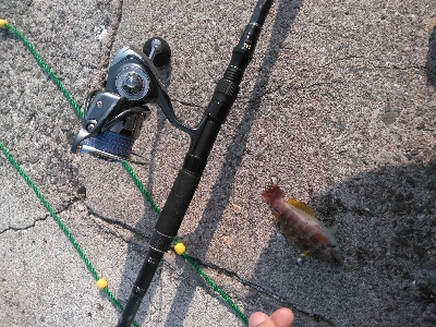 安定のガシラその1