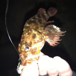 久々メバリング