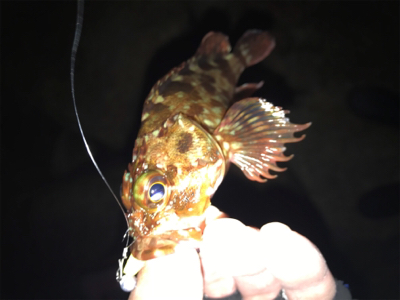 久々メバリング