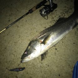 仕事帰りシーバス！