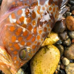 ロックフィッシュ