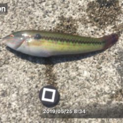 八目11匹、海もついに夏がやってきた