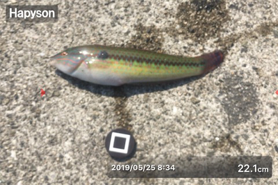 八目11匹、海もついに夏がやってきた