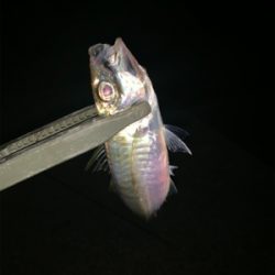 フロートアジンガー