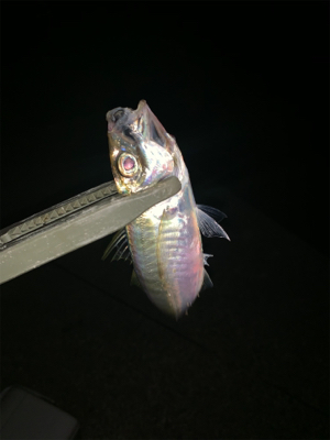 フロートアジンガー