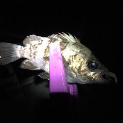 大阪湾奥アジング&ULSJ