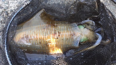つりぴぃぽぉ釣果