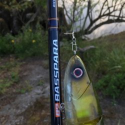 つりぴぃぽぉ釣果