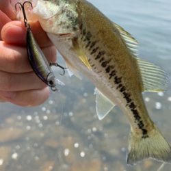 ケタバスがアツい！