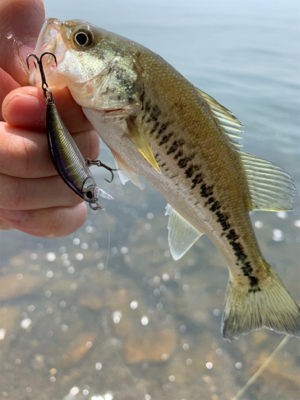 ケタバスがアツい！