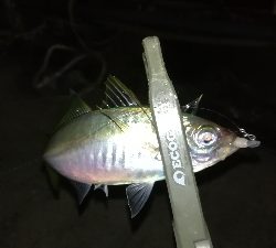 ナイトアジング