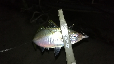 ナイトアジング