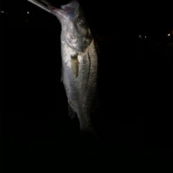 今宵もバチ抜け調査