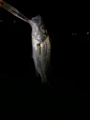 今宵もバチ抜け調査