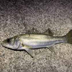 今年の初メバル