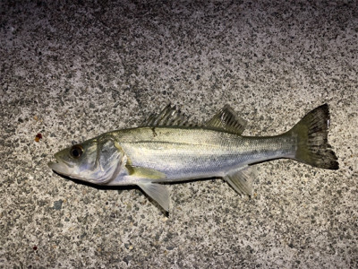 今年の初メバル