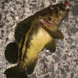 新規開拓！めざせヒラメちゃん！