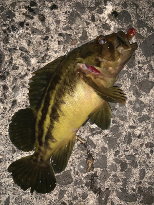 新規開拓！めざせヒラメちゃん！