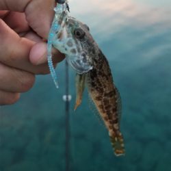 イカは何処へ？