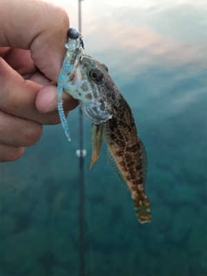 イカは何処へ？