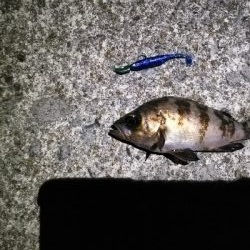 大雨の後の大荒れの中メバリング～