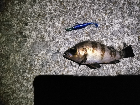 大雨の後の大荒れの中メバリング～